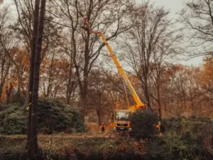 kranarbeit-an-baumkrone-600x450