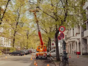 pflegeschnitt-fuer-stadtbaeume